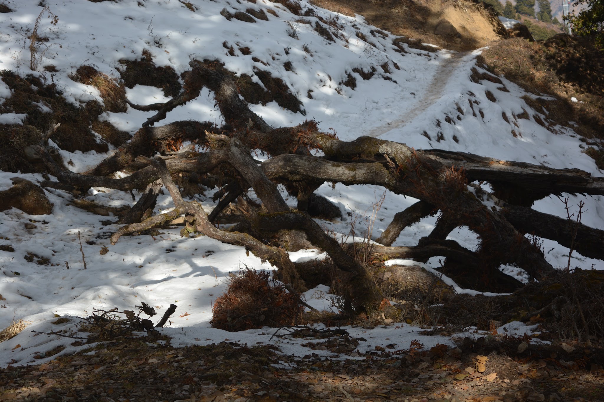 Fallen Tree on the trail towards Gurson Bugyal in Auli