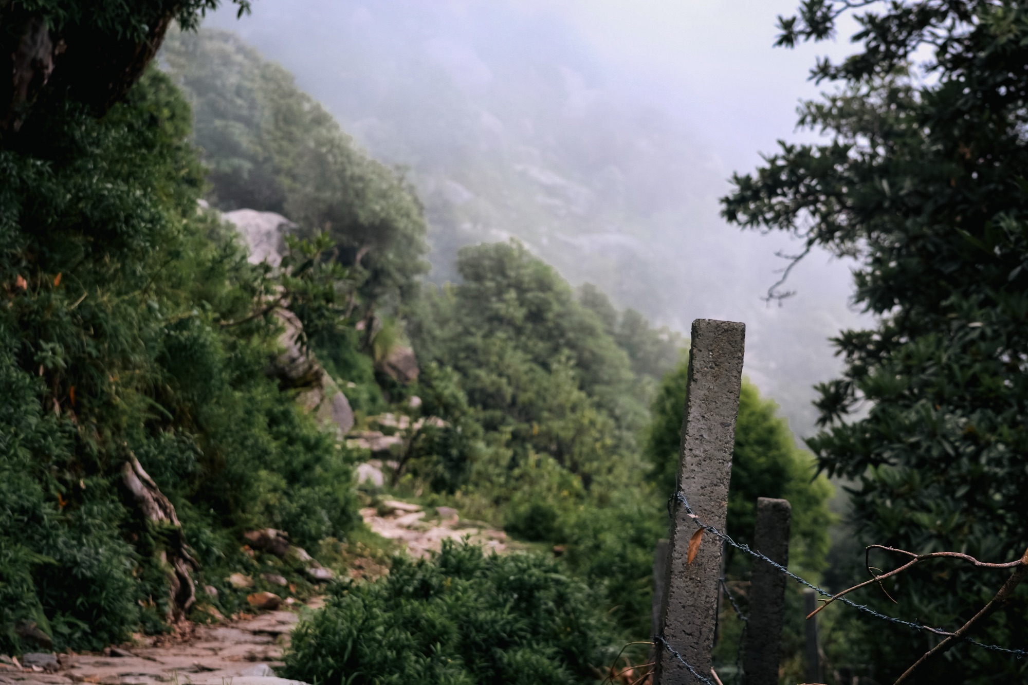 Triund Hike from Dharamkot, Mcleodganj