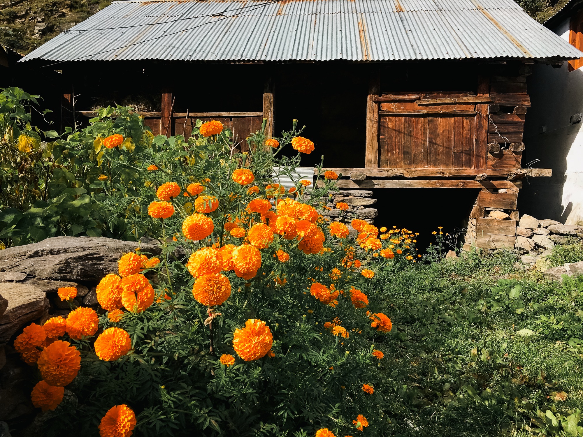 Local home view from Bagori Village, हर्षिल 